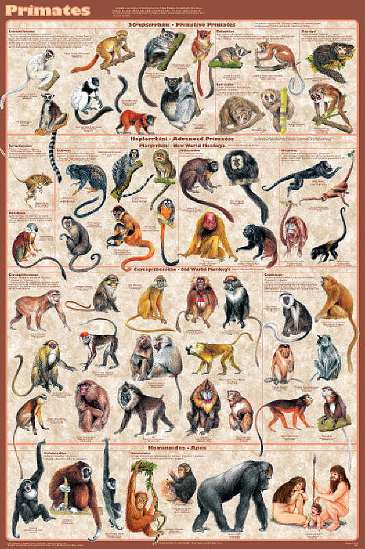 Primates Poster presents all the families by Feenixx